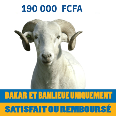 Mouton de 180.000 FCFA...