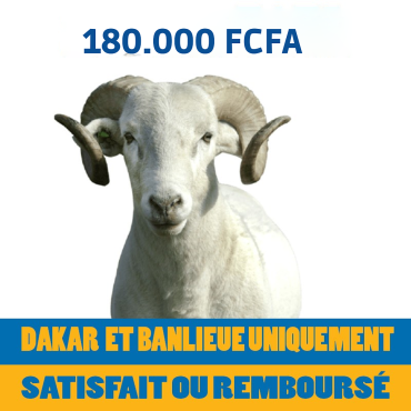 Mouton de 170.000 FCFA...