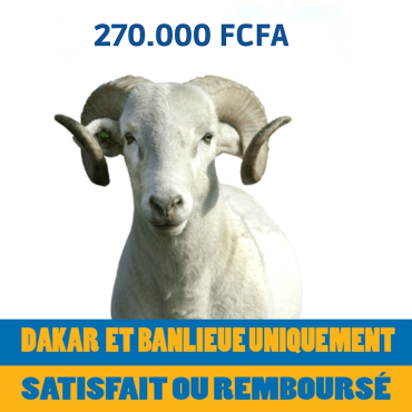 Mouton de 260.000 FCFA...